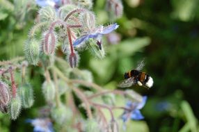 Bee is flying to the plant
