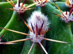 cactus thorn macro