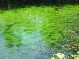aquatic plants in clear lake water in croatia