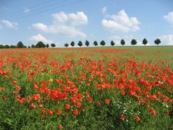 poppies blooming