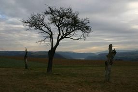 Landscape with the beautiful tree on the field on landscape in winter