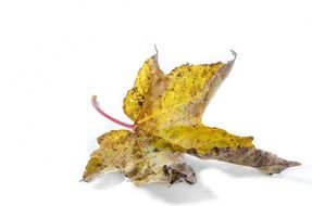 dried leaf on the white background