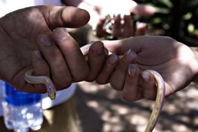 hands holding a snake