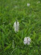 white flowers of plantain