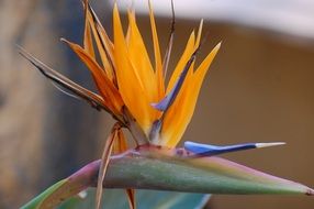 Strelitzia or bird of paradise flower