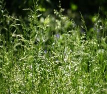 tall grass with seeds on meadow