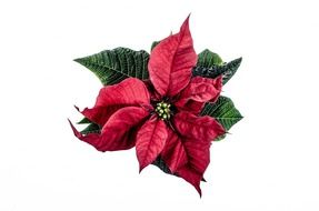poinsettia is a bright Christmas flower