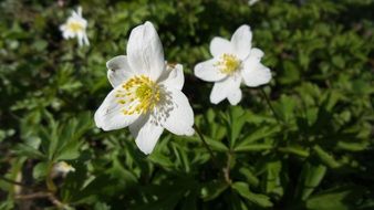 white wood anemone blossoms