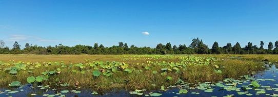 lake with water lilies in cambodia