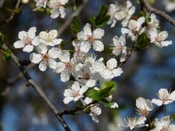 blooming wild plum
