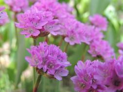 Picture of purple flowers in a garden