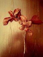 autumn leaves on table