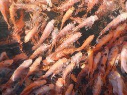 Koi fishes in the Japanese pond