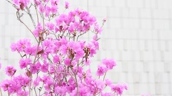 Beautiful, blossoming pink azalea flowers on the shrub