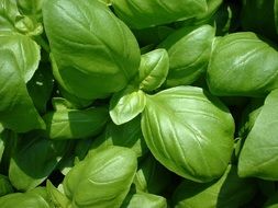 green young basil plants in the sun close-up