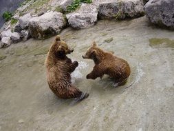 frolicking brown bears