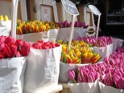 tulips in bags at flower market