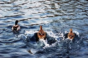 duck in pond landscape