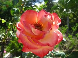 summer rose under the bright sun