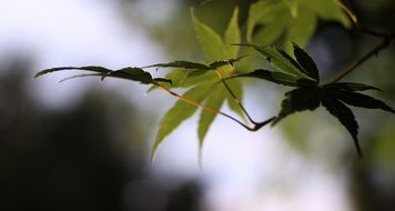 green leaf on the branch in the forest