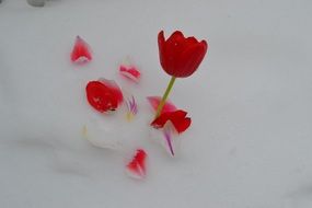 spring red tulip in the snow