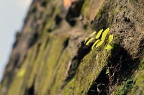 small green plant in stones