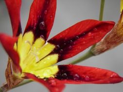 yellow red lily close up