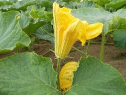 flowering pumpkin plant