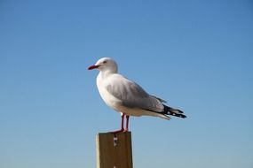 seagull in new zealand