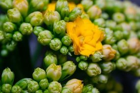 yellow kalanchoe blossom