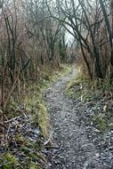 trail through the thicket
