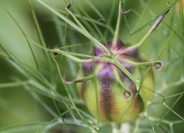boll plant capsule