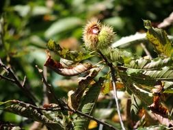 chestnut in autumn