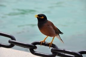 extraordinarily beautiful bird