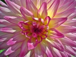 Dahlia is a decorative garden flower