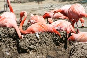 Wading group of beautiful flamingo birds