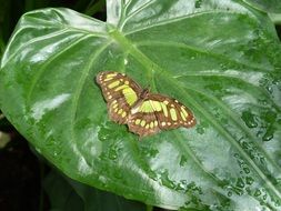 malachite butterfly on a large green leaf