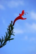 red flower on the edge of a green branch