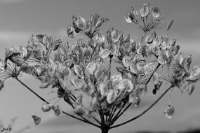beautiful and delightful wild flowers