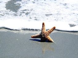 starfish on the tropic coast