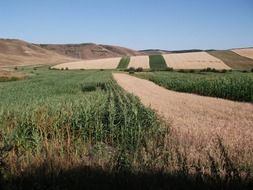 corn crops romania landscape