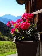 geranium flowers on the mountain hut