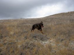 Doberman running on the field