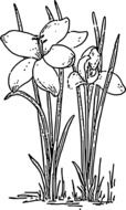 graphic image of a black and white crocus
