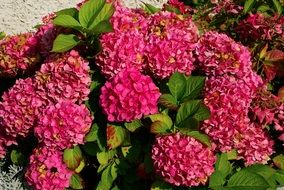 hydrangea shrub with pink flowers