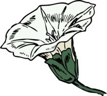 white bindweed as a graphic image