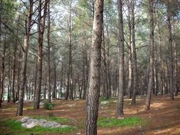 Coniferous trees in forest