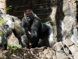 black gorilla dominant monkey portrait