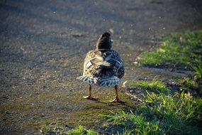 splendiferous duck in the countryside in summer