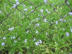 fence iron mesh and field of flowers